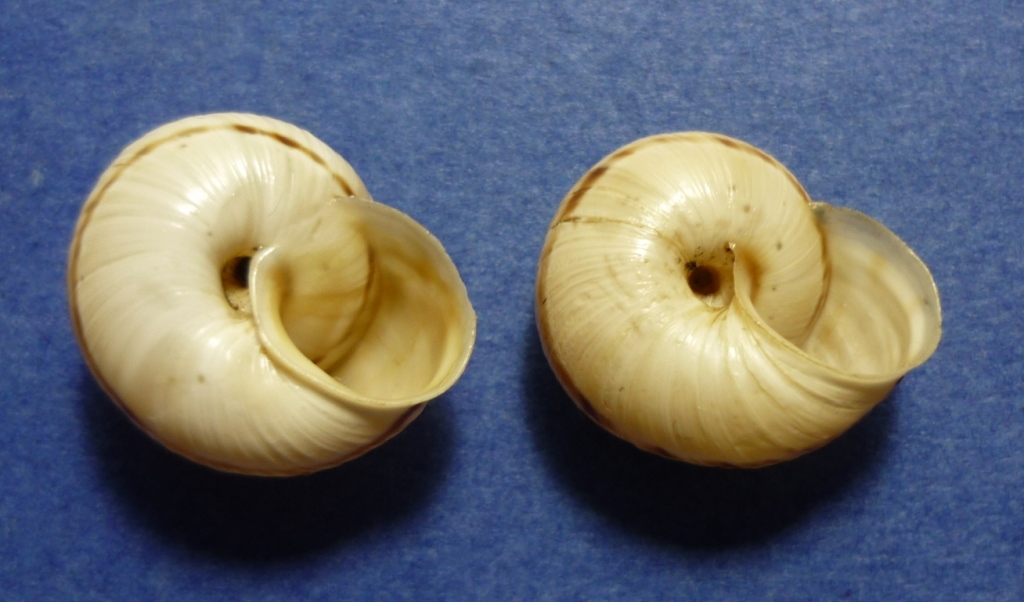 Marmorana signata strigata?